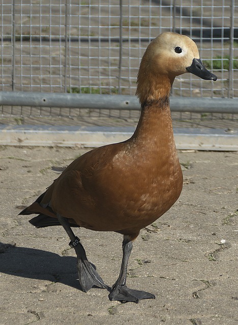 其中许多人