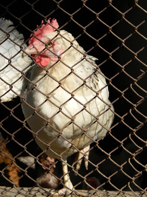 现出色的战 现出色的战